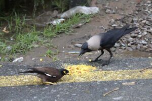 Birds eating grains scattered on the roadside as rain falls in the city.