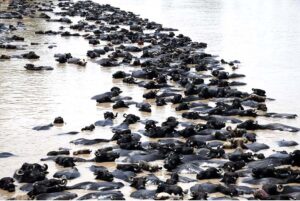 A herd of buffaloes bathing in Rice Canal