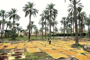 A farmer busy in boiling dates at his field near Kot Waleed.