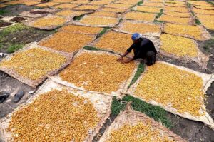 A farmer busy in boiling dates at his field near Kot Waleed.