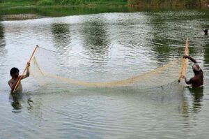 A fisherman skillfully catches fish using a net in a tranquil water pond.