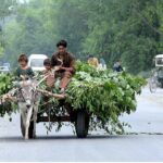Gypsy man with his children carrying green fodder on his donkey cart for livelihood near Motorway Toll Plaza