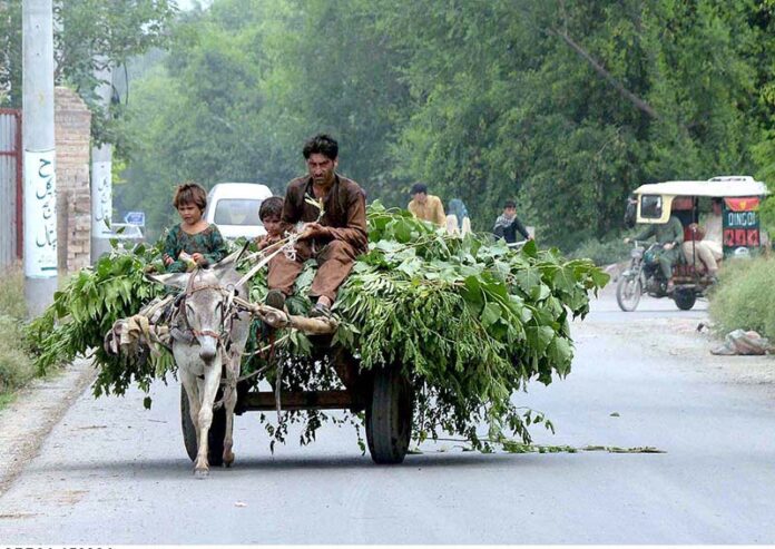 Gypsy man with his children carrying green fodder on his donkey cart for livelihood near Motorway Toll Plaza