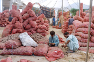 Workers sorting good-quality potatoes at the vegetable market.