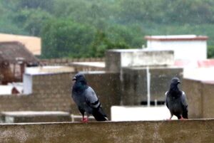 Pigeons enjoy Monsoon light rain in the metropolis.
