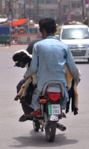 A person carrying sheep while sitting on the rear seat of a motorcycle on the way to Hussain Agahi Road.