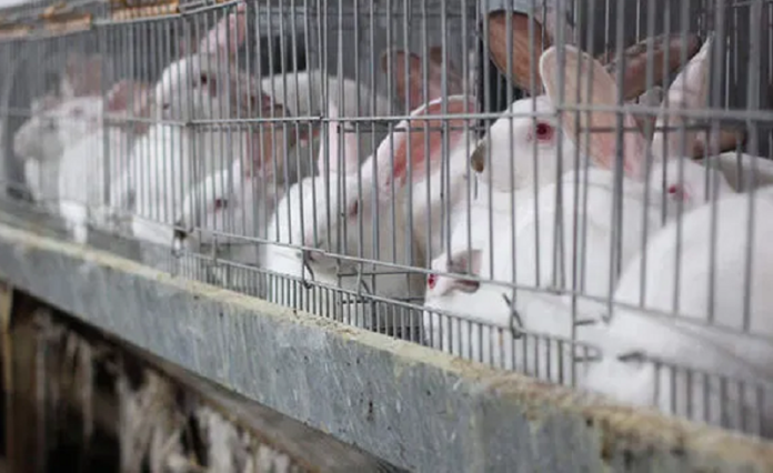 Angora rabbit farming