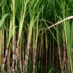 Recent sugarcane crushing season yielding positive results