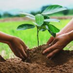 plantation