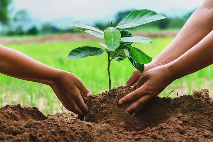 plantation