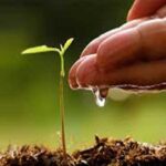 Sargodha division launches Monsoon tree plantation campaign