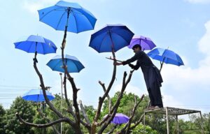 A CDA (Capital Development Authority) worker is busy installing umbrellas on a tree at the Kashmir Chowk for beautification of Federal Capital.