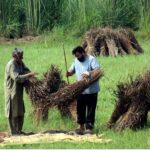 Farmers make bundles after harvesting the sesame crop at their farm