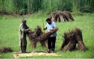 Farmers make bundles after harvesting the sesame crop at their farm