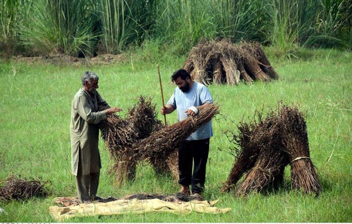 Farmers make bundles after harvesting the sesame crop at their farm
