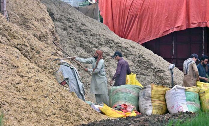 Labourers busy in packing husk into sacks to transport different areas at Pirwadhi in twin cities