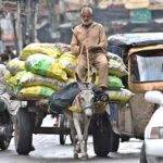 An elderly man drives his heavily loaded donkey cart along Iqbal Road in the twin cities