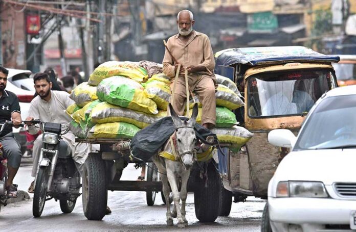 An elderly man drives his heavily loaded donkey cart along Iqbal Road in the twin cities