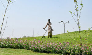 CDA worker watering plants to maintain the green belt ,keep the city green at Faizabad Interchange