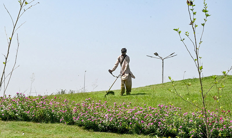 To keep the federal capital clean and green,CDA gardener trimming grass at Zero Point Interchange