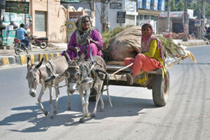 Gypsy women are traveling on a donkey cart after cutting grass for animals.