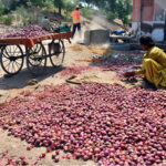 A vendor busy in sorting good quality onions for selling outside road at Latifabad