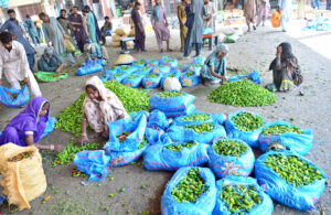 Women laborers sorting fresh green chilies, ensuring top quality for sale at the local Subzi Mandi.