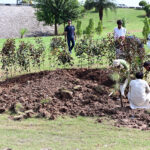 CDA workers busy in sapling plants along Expressway roadside greenbelt in the Federal Capital