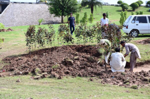 CDA workers busy in sapling plants along Expressway roadside greenbelt in the Federal Capital