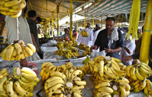 A vendor arranging and displaying bananas to attract the customers at Sunday Bazaar in the Federal Capital.