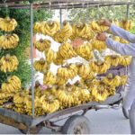 A vendor is busy arranging and displaying bananas to attract customers at his roadside setup