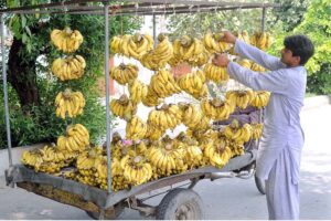 A vendor is busy arranging and displaying bananas to attract customers at his roadside setup