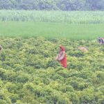 Farmers ladies are busy plucking green chili from field
