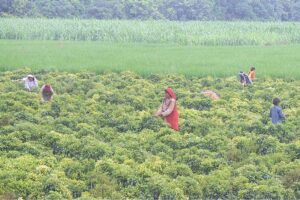 Farmers ladies are busy plucking green chili from field