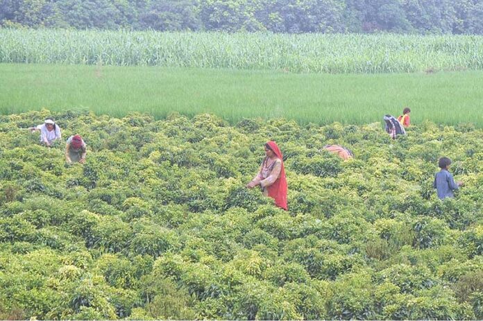 Farmers ladies are busy plucking green chili from field