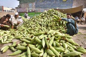 A vendor is selling corn to a customers at his roadside setup near Lahori Gate.