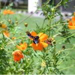 A wasp getting nectar from a flower at roadside greenbelt in Federal Capital