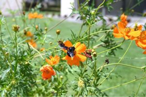 A wasp getting nectar from a flower at roadside greenbelt in Federal Capital