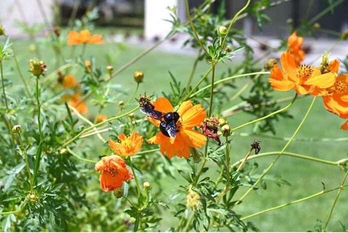 A wasp getting nectar from a flower at roadside greenbelt in Federal Capital