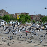 Pigeons picking food thrown by people at cantt graveyard