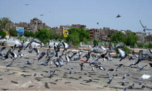 Pigeons picking food thrown by people at cantt graveyard