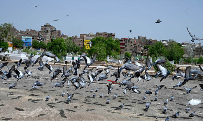 Pigeons picking food thrown by people at cantt graveyard