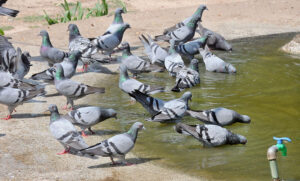 Pigeons gather to drink water from a roadside pond.