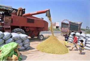 A laborer threshing paddy with a machine during the harvest season after collecting the rice crop at Adda Bori, Jhang Road outskirts area in the city.