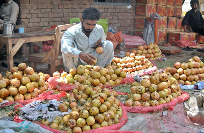 A vendor arranging and displaying seasonal fruit pomegranates to attract the customers at his roadside setup