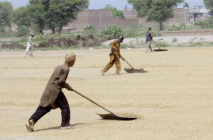 Farmers spreading rice with big spreader after harvested for drying in the field.