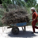A village girl transports dry tree branches on a cart for household needs