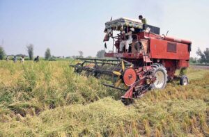 Farmers using a harvester machine to harvest rice in the fields on the outskirts of the city