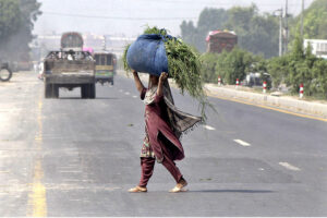 An elderly lady crossing the road while carrying a huge bundle of fodder for animals on her head.