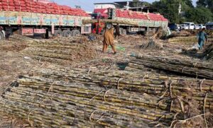 A laborers busy in loading sugarcane on delivery truck at Vegetable and Fruit Market in Federal Capital.
